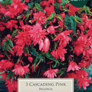 Taylors Begonia - Cascading Pink - 3 Tubers - Hanging Basket