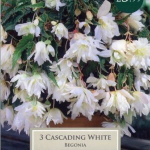 Taylors Begonia - Cascading White - 3 Tubers - Hanging Basket
