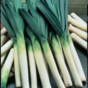 Leek Chef White Seeds