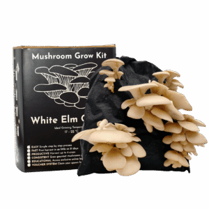 Mushroom - White Elm Oyster - Growing Kit