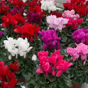Cyclamen Halios Mix Seeds
