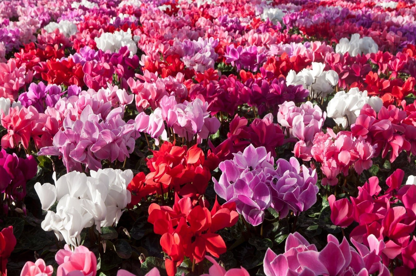 Cyclamen_Halios_Mixed_02_comp_f02c3074-89e6-424c-9d96-f848c8b8bad2.jpg