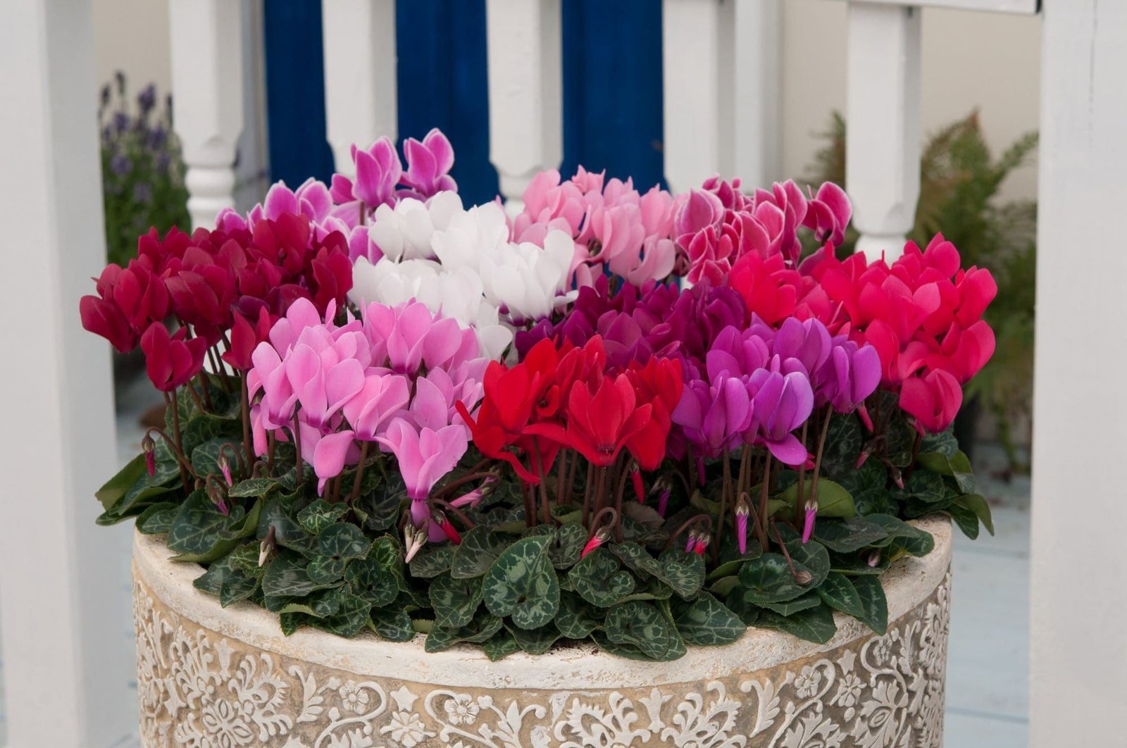 Cyclamen_Metis_Mixed_02_comp_a7492eec-e589-42c8-9b34-73751ab64bc1.jpg