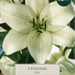 Taylors Flower - Lily - Eyeliner - Asiatic Lilies - 3 Bulb