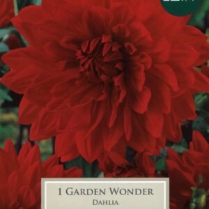 Taylors Flower - Dahlia - Decorative - Garden Wonder - 1 Tuber