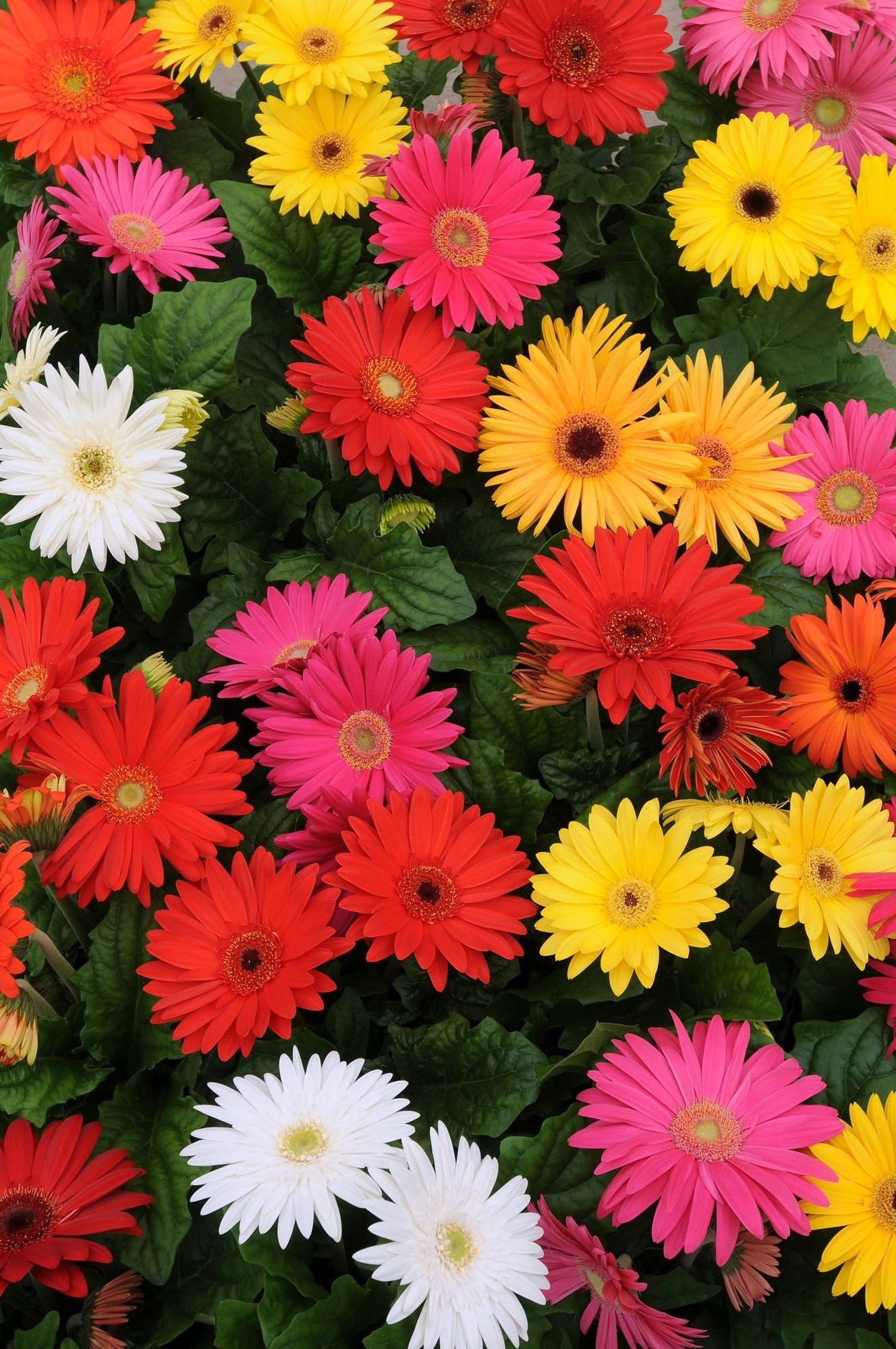 Gerbera_Mega_Revolution_Select_Mixed_02_comp_999ad693-2af2-4630-a73a-76e92cff8a5f.jpg