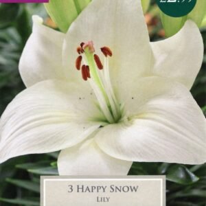 Taylors Flower - Lily - Happy Snow - Patio Pot Lilies - 3 Bulb