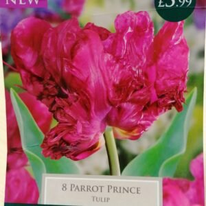 Taylors - Tulip Parrot Prince 11/12cm - 7 Bulbs