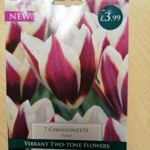 Taylors - Tulip Chansonete -  7 Bulbs