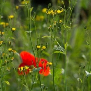 Lapsana Communis Nipplewort Seeds