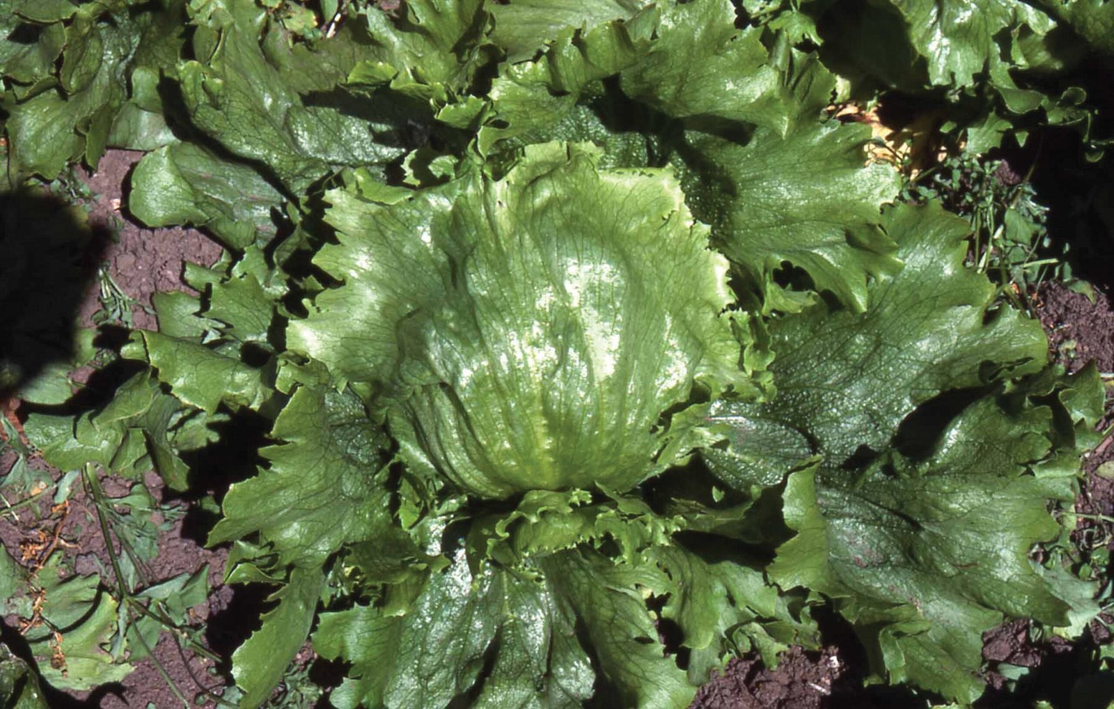 Lettuce_Lakeland_Vegetable_44245-scaled-1.jpg