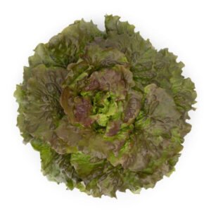 Organic Lettuce Red Batavia Marinski (81-398) RZ Seeds