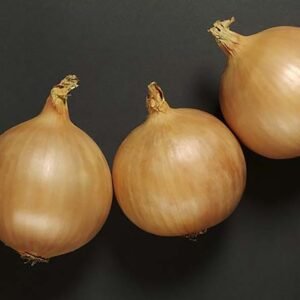 Onion Vento F1 Hybrid Seeds