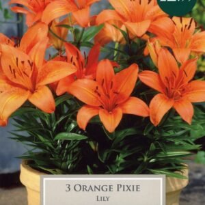 Taylors Flower - Lily - Orange Pixie - Patio Pot Lilies - 3 Bulb