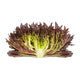 Lettuce Triple Red Incised Pamex RZ - LS11030 Seeds