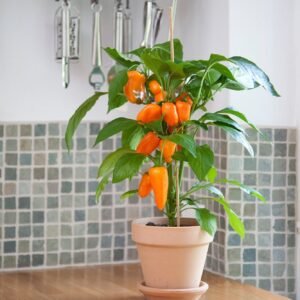 Sweet Pepper Snack Pepper Orange Seeds