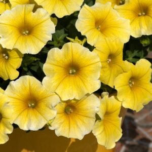 Petchoa Caliburst Yellow Seeds