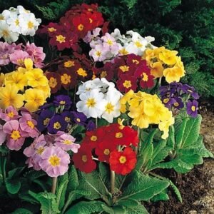Polyanthus Crescendo Blended Mix Seeds