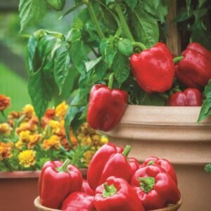 Sweet Pepper Popti Seeds