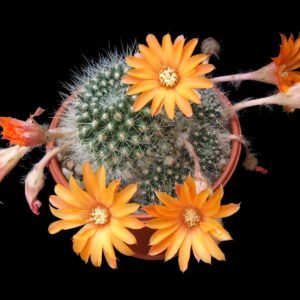 Cactus - Rebutia flavistyla Seeds