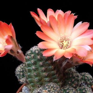 Cactus - Aylostera haagei v. orvrensis Seeds