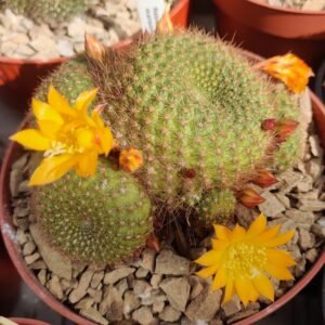 Cactus - Rebutia marsoneri Seeds