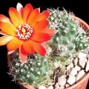 Cactus - Aylostera ritteri Seeds