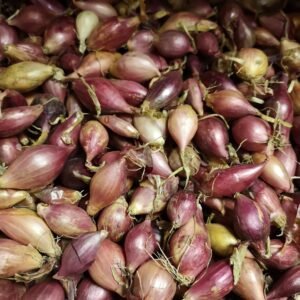 Autumn Onion Sets Red Winter