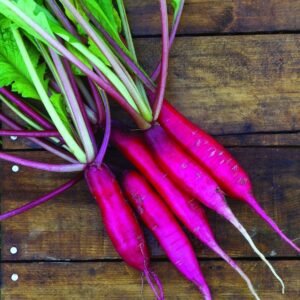 Radish Salad Rose Seeds