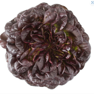 Lettuce Salanova MultiLeaf Butterhead Barlach RZ (79-246) Untreated Seeds
