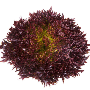 Lettuce Salanova Blastex RZ (79-76) Untreated Seeds