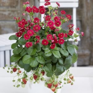 Strawberry Summer Breeze Rose F1 Hybrid Seeds