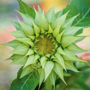 Sunflower Sunfill Green Seeds