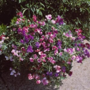 Sweet Pea Cupid Mix Seeds