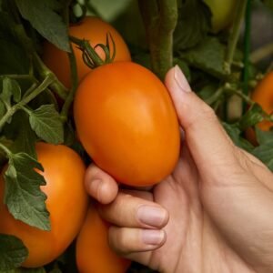 Tomato Vivacious Seeds