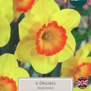 Taylors Daffodil - Narcissus Delibes  12/14cm - 6 Bulbs