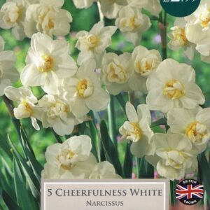 Taylors - Daffodil - Narcissus Cheerfulness White  10/12cm - 5 Bulbs