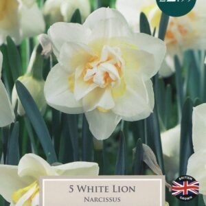 Taylors Daffodil - Narcissus White Lion - 5 Bulbs