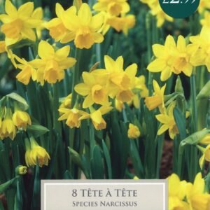 Taylors - Daffodil - Narcissus Tete A Tete 10/11cm - Early Flowering - 8 Bulbs