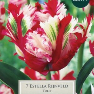 Taylors - Tulip Estella Rijnveld - Parrot Type 11/12cm - 7 Bulbs