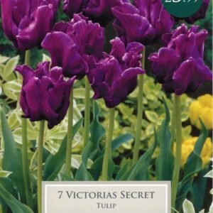 Taylors - Tulip Victorias Secret - Parrot Type 11/12cm - 7 Bulbs