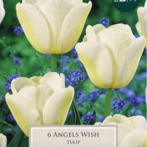 Taylors - Tulip Angels Wish - 11/12cm - 6 Bulbs