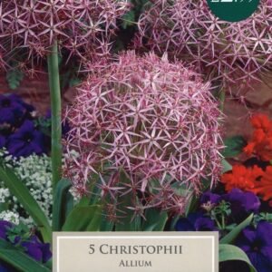 Taylors - Allium christophii - Pack of 5 Bulbs