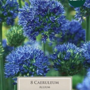 Taylors - Allium caeruleum - Pack of 8 Bulbs