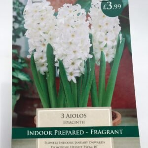 Taylors - Hyacinth - Top White - 3 Prepared Bulbs