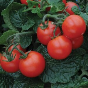 Tomato Balconi Red Seeds