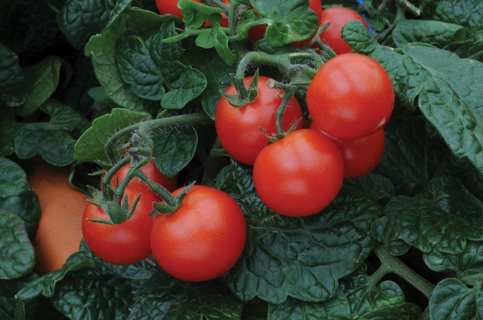 Tomato_Balcony_Red_comp_44eff688-0dc5-4fa9-b1af-31c6dfdd56f4.jpg