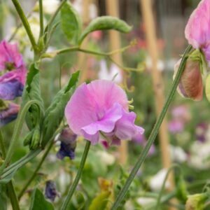 Unwins Little Growers Sweet Pea Fairy Lights Mix 11 Seeds