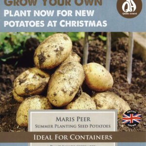 Taylors Seed Potatoes Maris Peer 10 Tubers Summer Planting