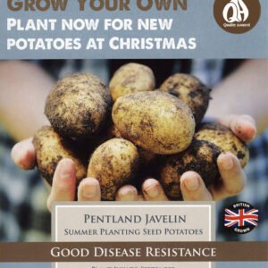 Taylors Seed Potatoes Pentland Javelin 10 Tubers Summer Planting